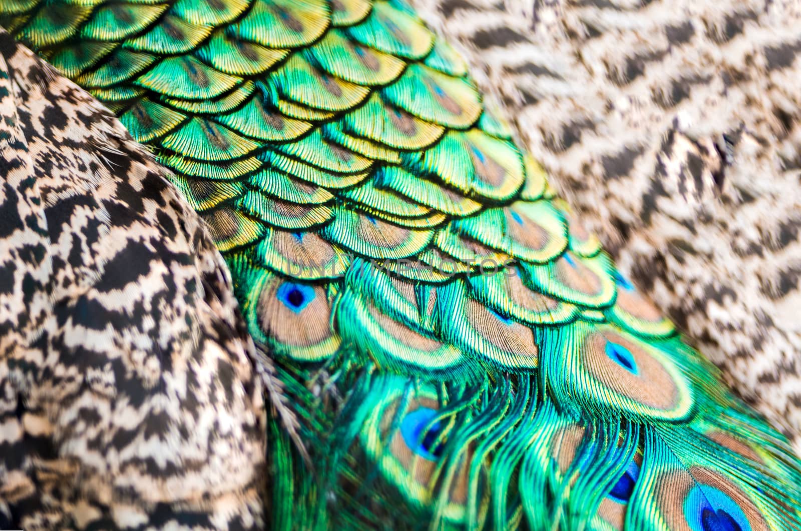 Colorful male Green Peacock feathers, texture abstract background