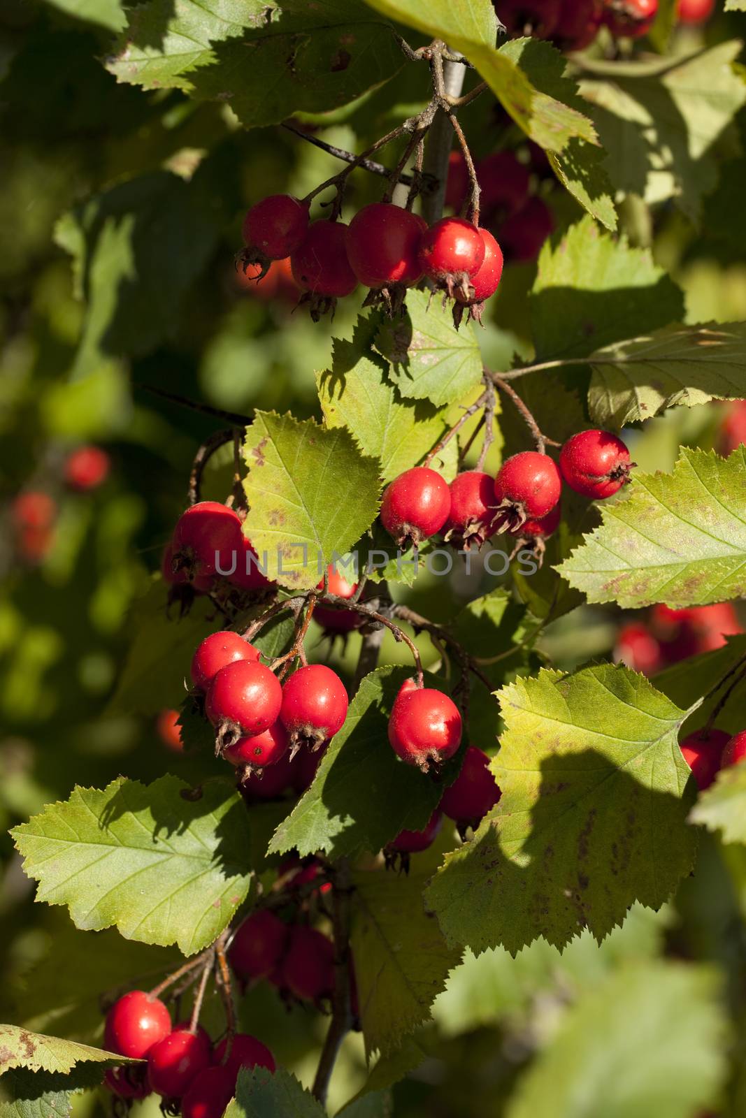 tree hawthorn (Crataegus coccinea) with red fruits