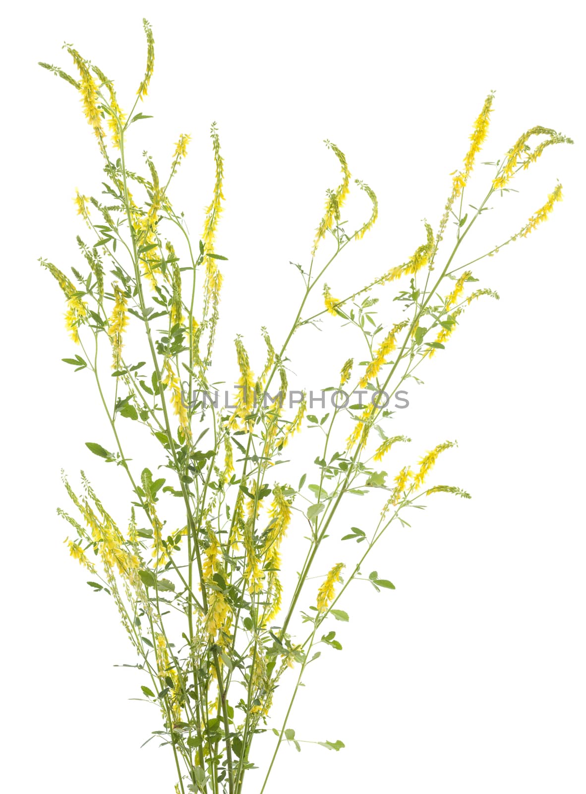 herbal flower(Melilotus officinalis) on white background