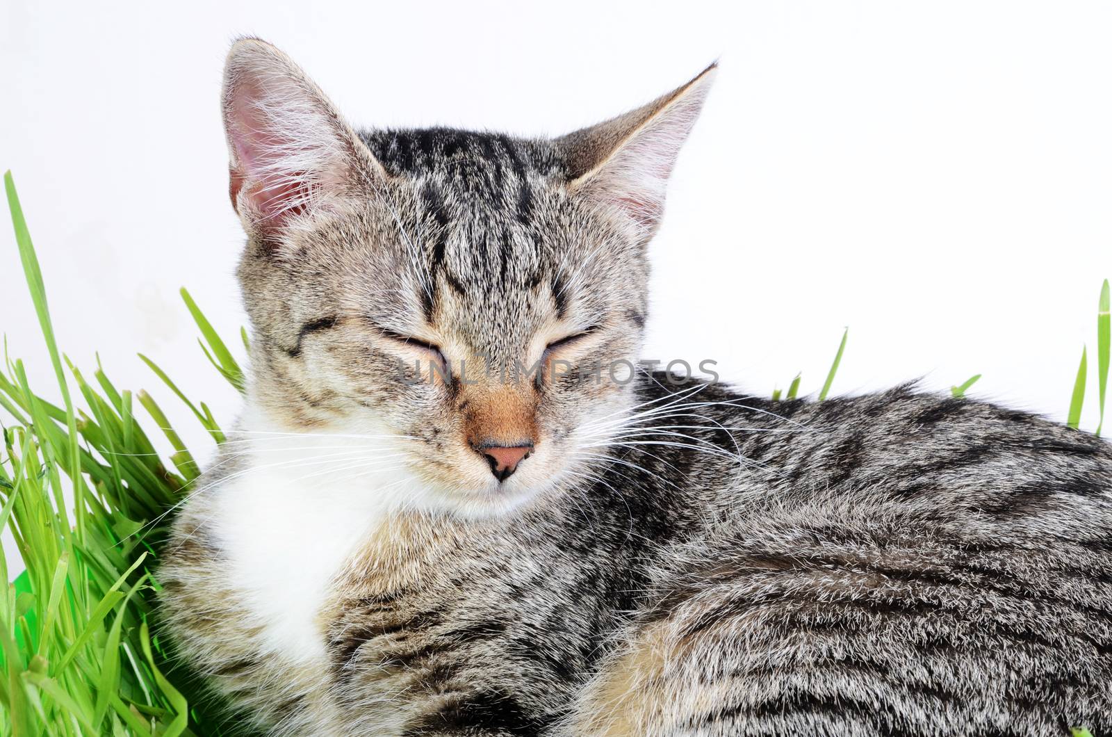 kitten sleeping in grass by sarkao