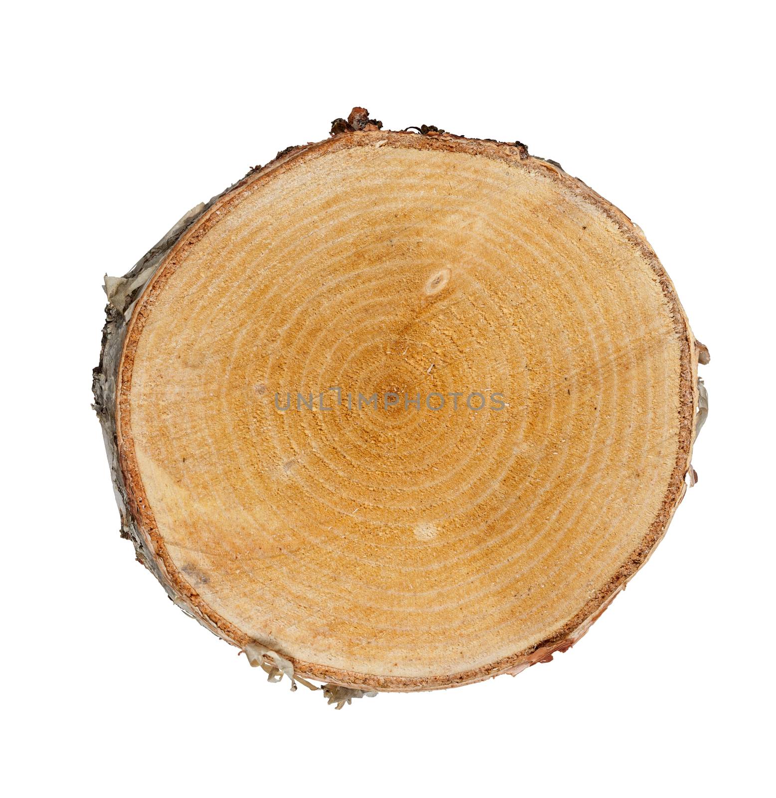 Tree cut birch isolated on white background
