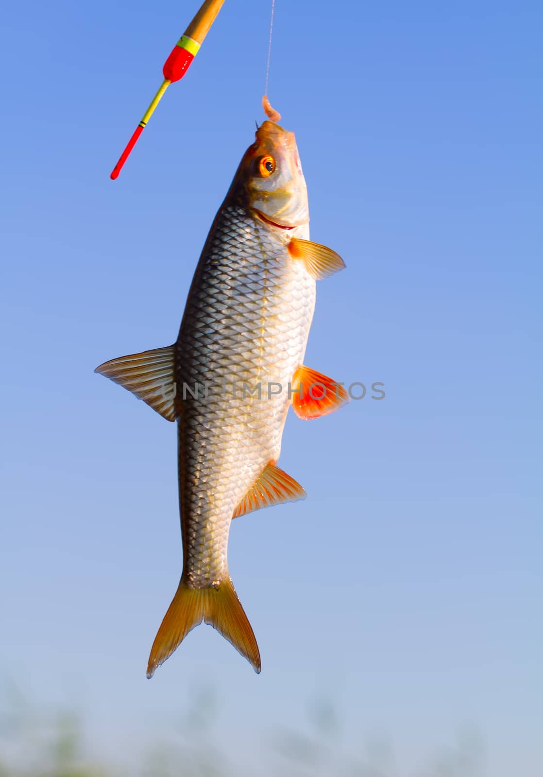 summer fishing for roach on the river