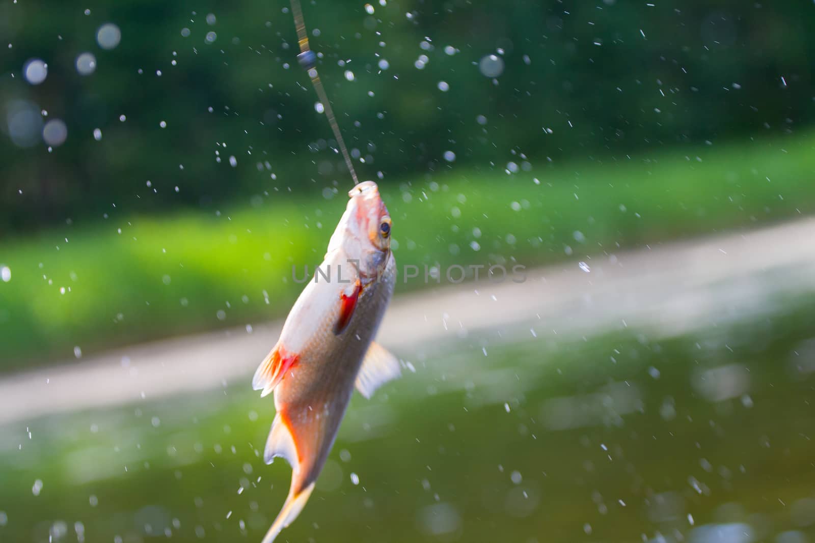 summer fishing bream in lake during day