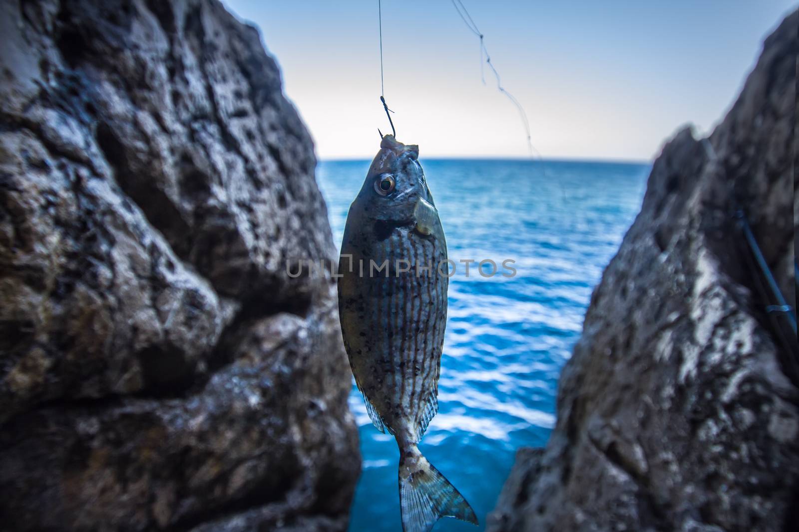 sea fishing from rocks catch on a hook