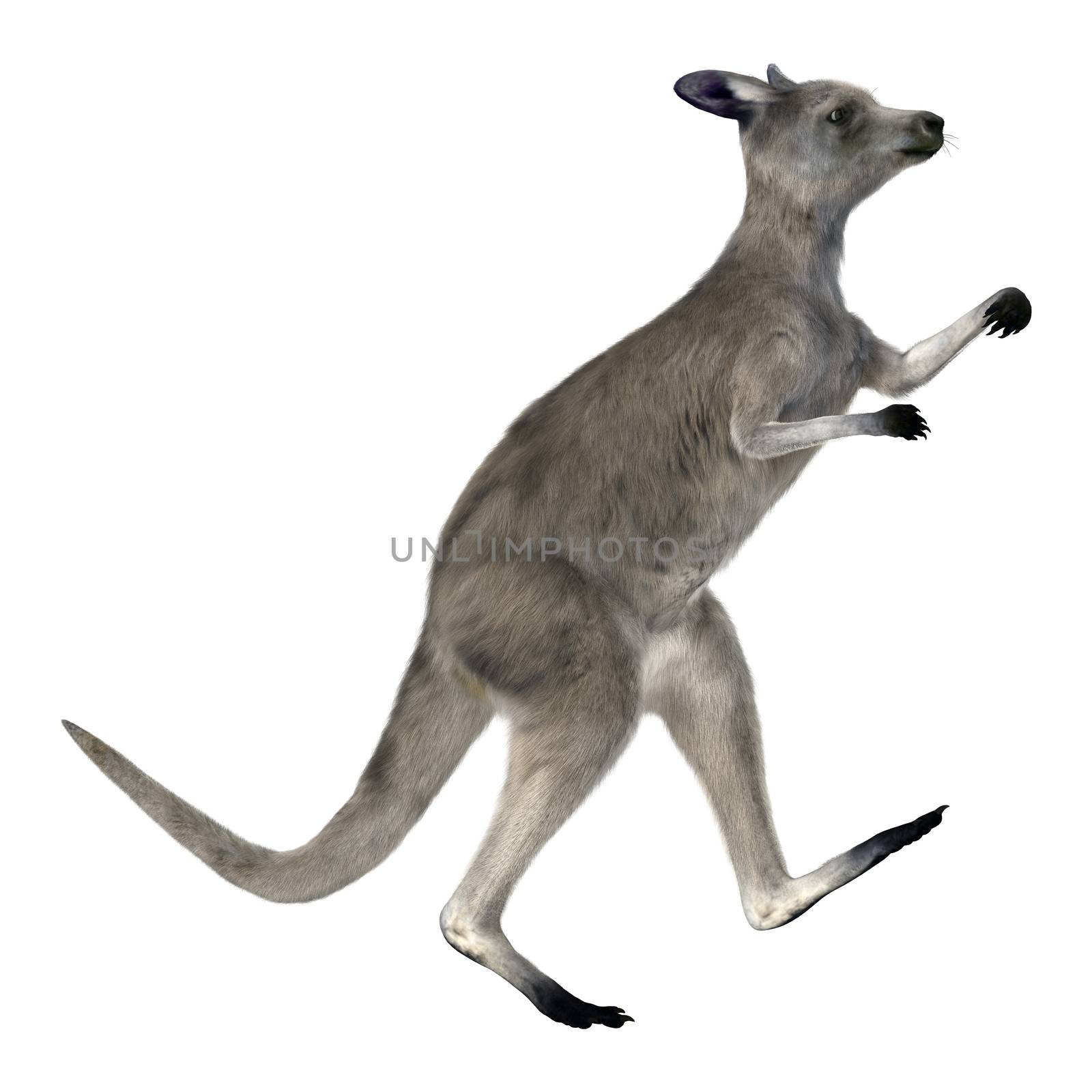 Eastern Grey Kangaroo by Vac