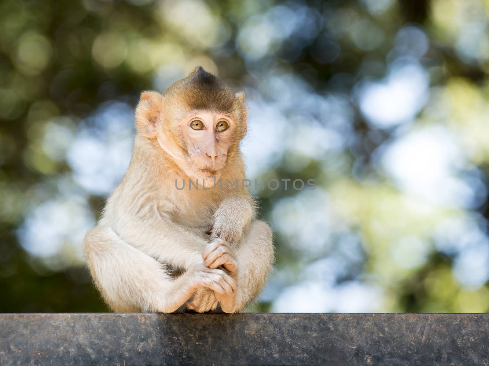 Baby Monkey sit and out of focus background.