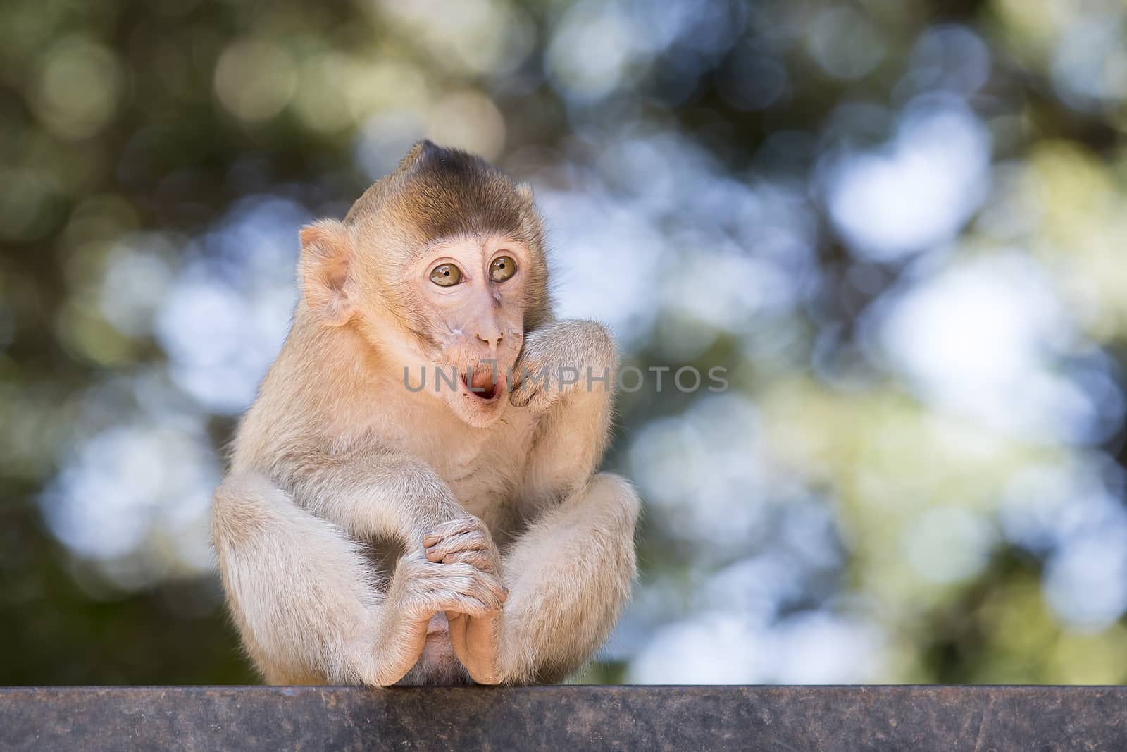 Portrait of a monkey in wildlife. Great Detail on his face expression