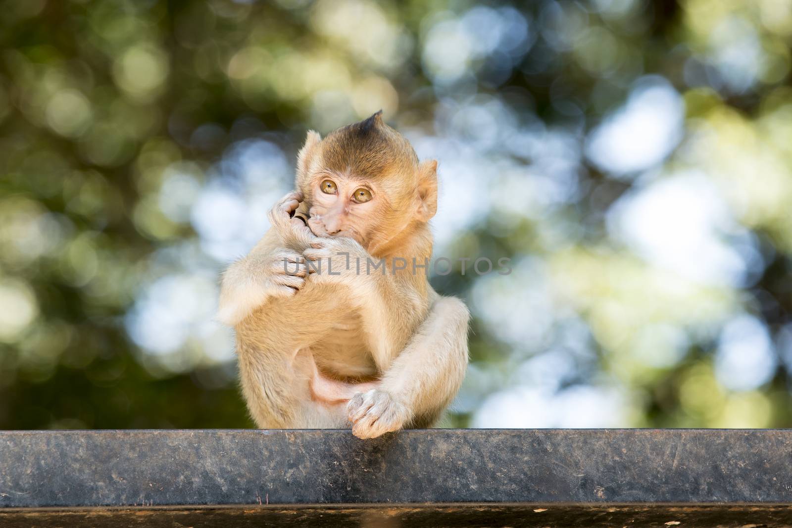 Baby Monkey sit and out of focus background.
