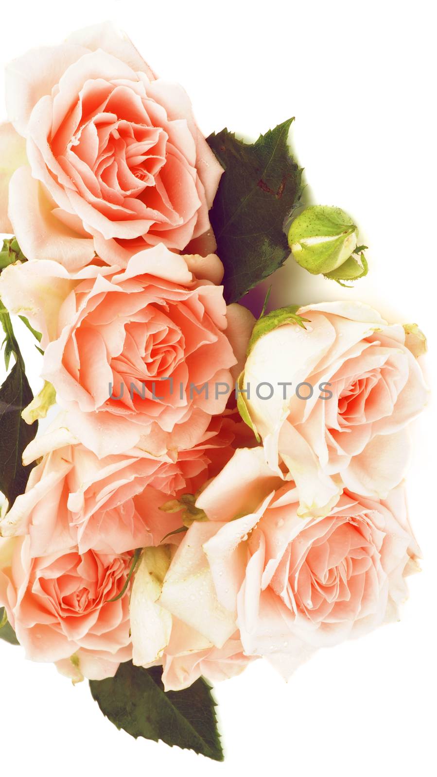 Frame of Beauty Cream Pink Roses with Leafs and Bud isolated on white background. Retro Styled