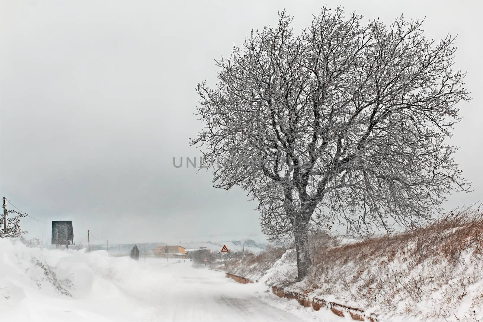 snowy road with a tree on the edge