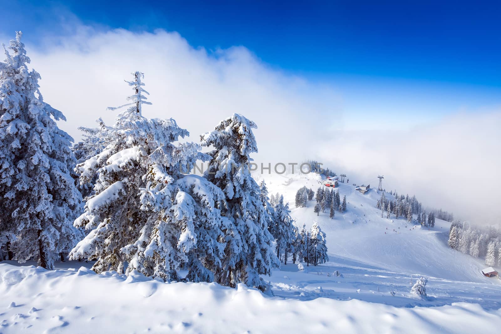 Pine forest and ski slopes covered in snow on winter season in Poiana Brasov