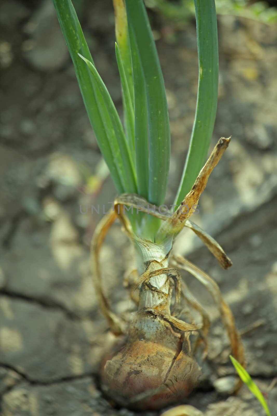 Roots, leaves and developing bulb of onion by yands