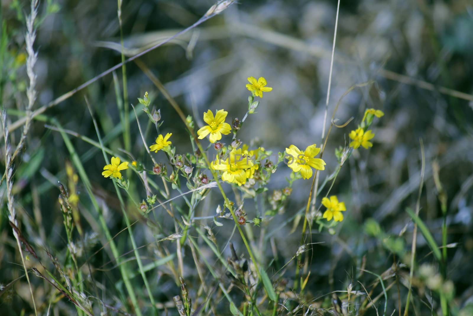 Linum mysorense is an annual herb, growing up to a foot high. Slender stems are erect and leafy, and branched at the top. Oblong stalkless leaves are alternately arranged, Small yellow flowers occur in a large corymblike panicle. The flowers have 5 petals and 5 stamens.