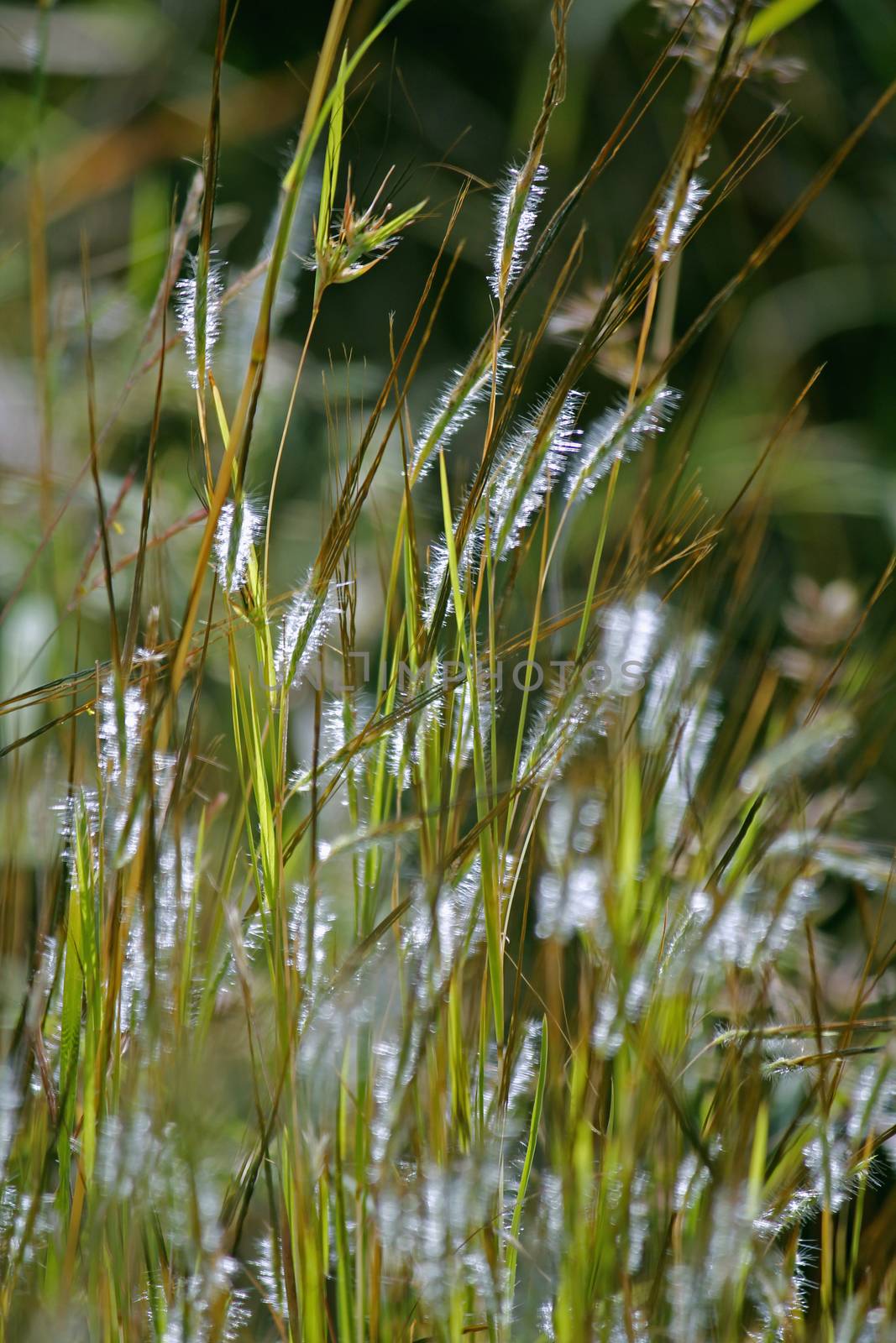 Heteropogon contortus is a tropical, perennial tussock grass. The species is known by many common names, including black speargrass, tanglehead, steekgras and pili.