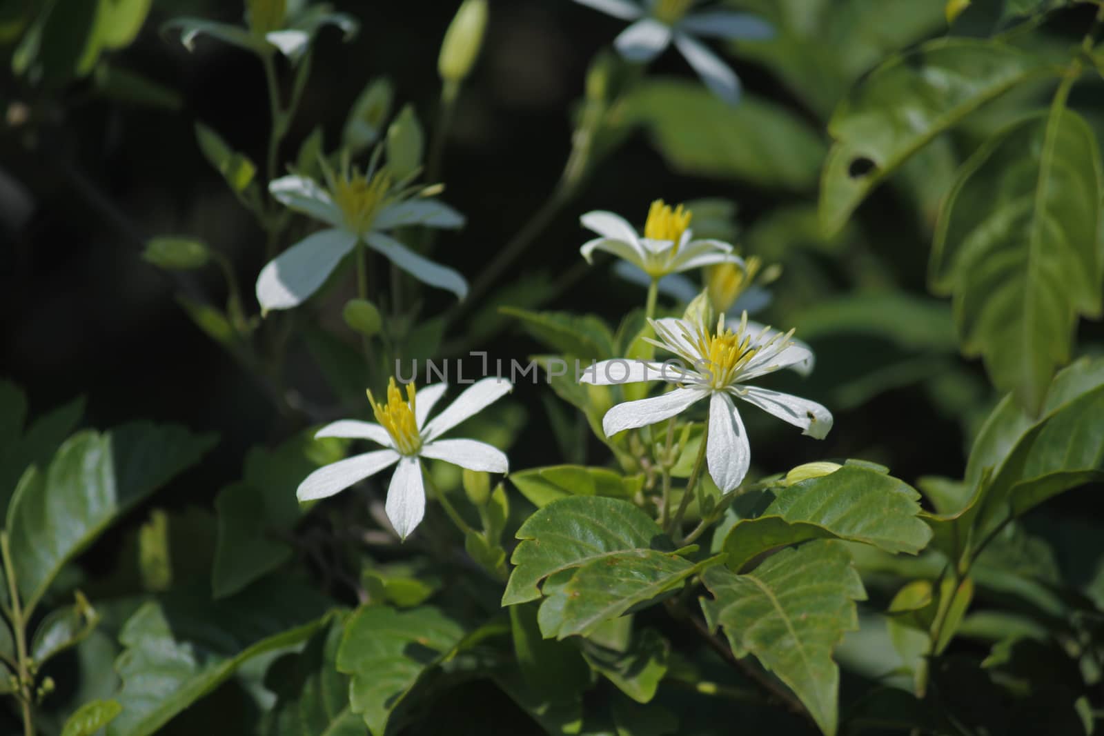 Deccan Clematis is an annual climber. Stems are velvet hairy. Leaves are either simple or trifoliate. Fragrant white flowers