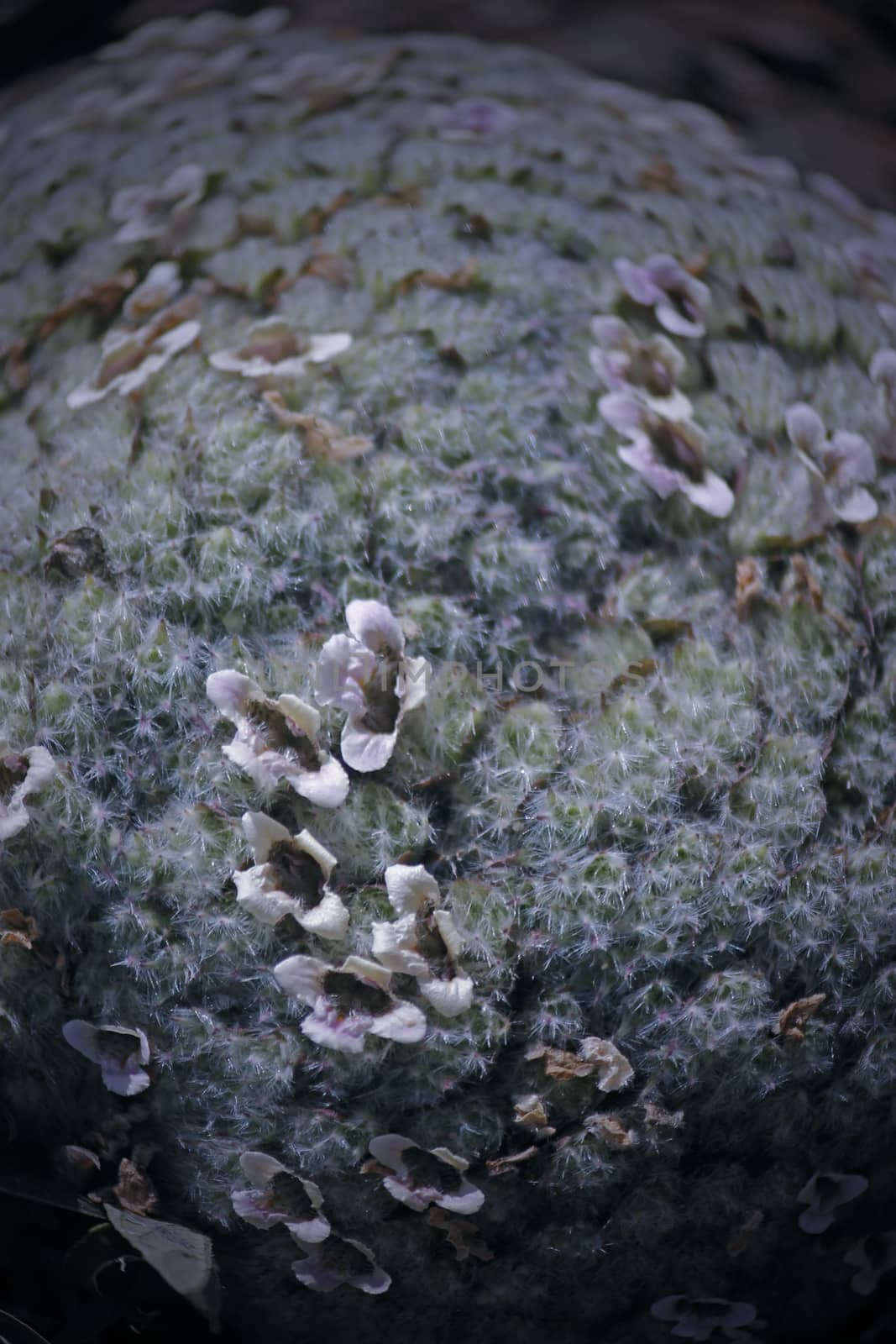 Lepidagathis fischeri is a striking species of the Acanthaceae family found in fire-prone habitats. It has peculiar, dense, cushion-like heads of flowers held at the base of the plant, which is surrounded by radiating, leafy stems.