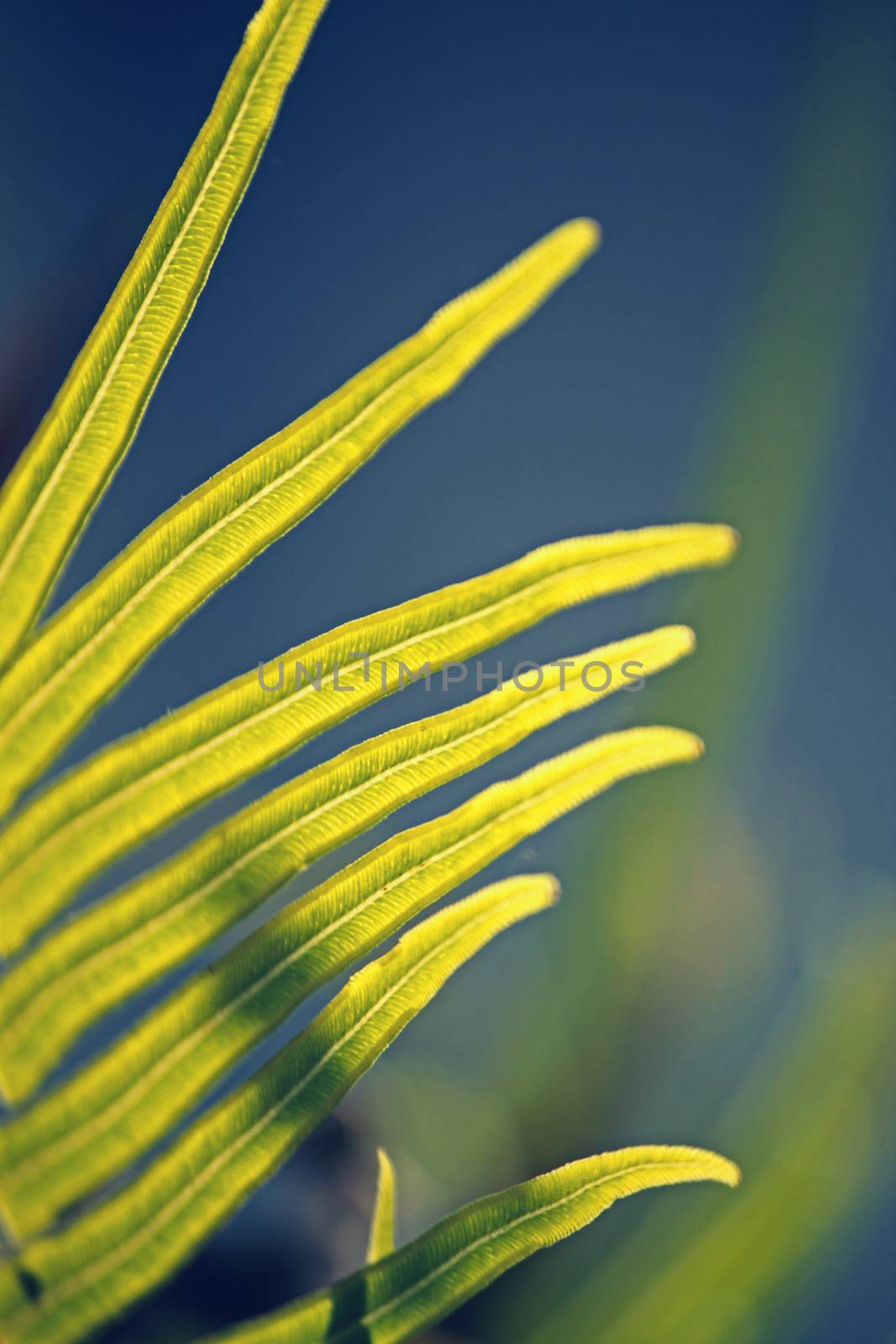 Chinese ladder brake fern, Pteris vittata by yands