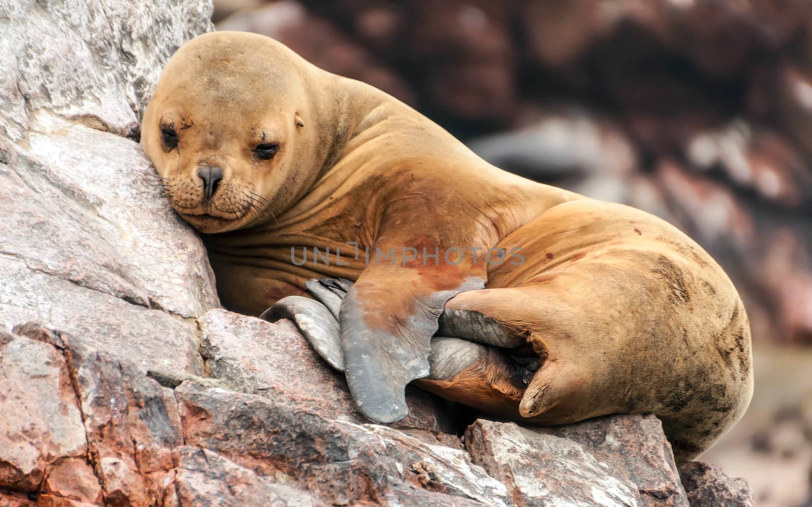 Sea lion cub sleeping on a rocky shore