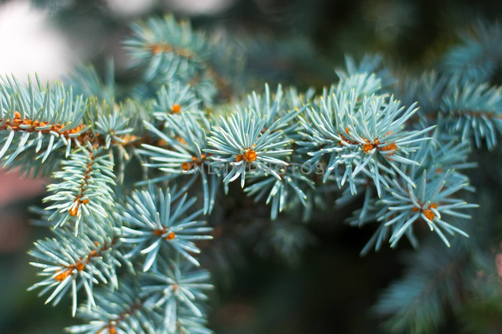Leaves of tree.