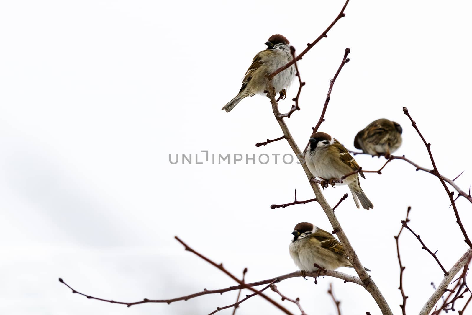 Frozen sparrows on the branches of a bush by pzRomashka
