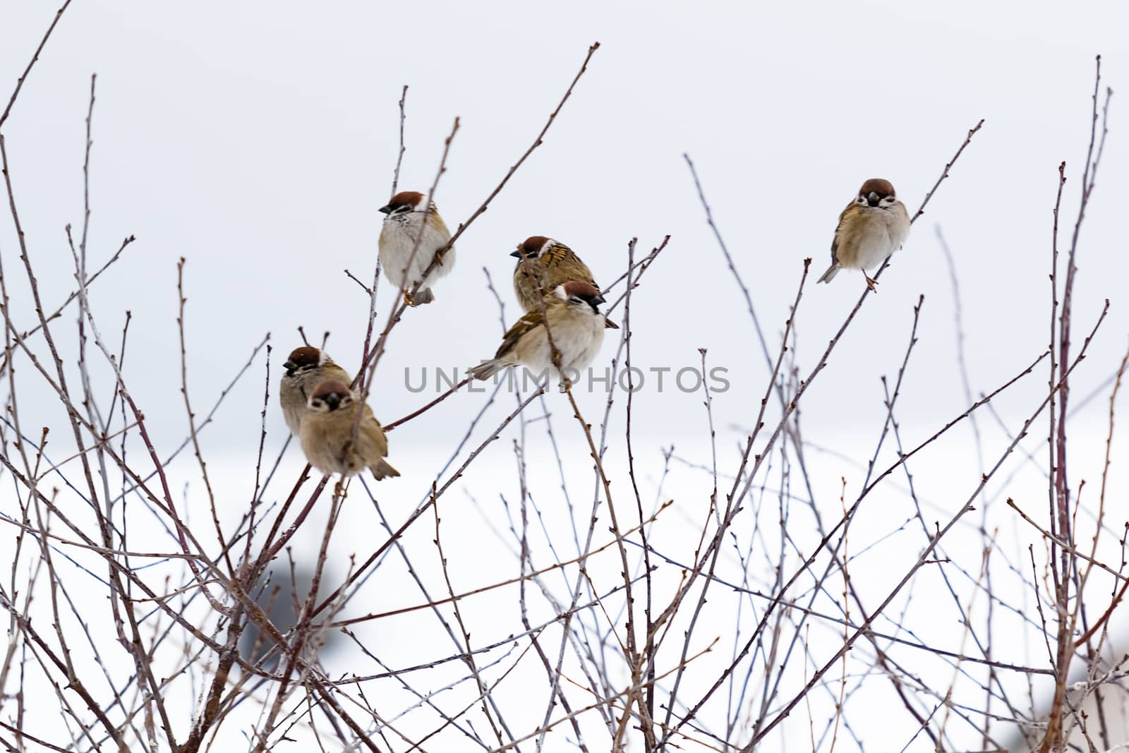 Birds in winter. Frozen sparrows on the branches of a bush