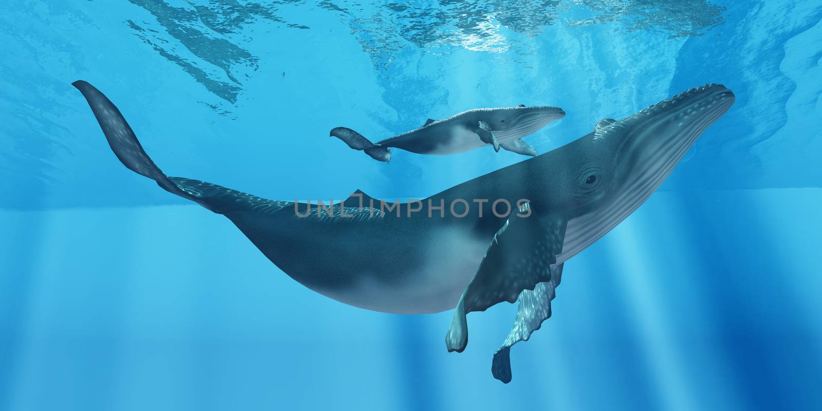 A attentive Humpback whale mother makes sure her calf stays close to her near the ocean surface.