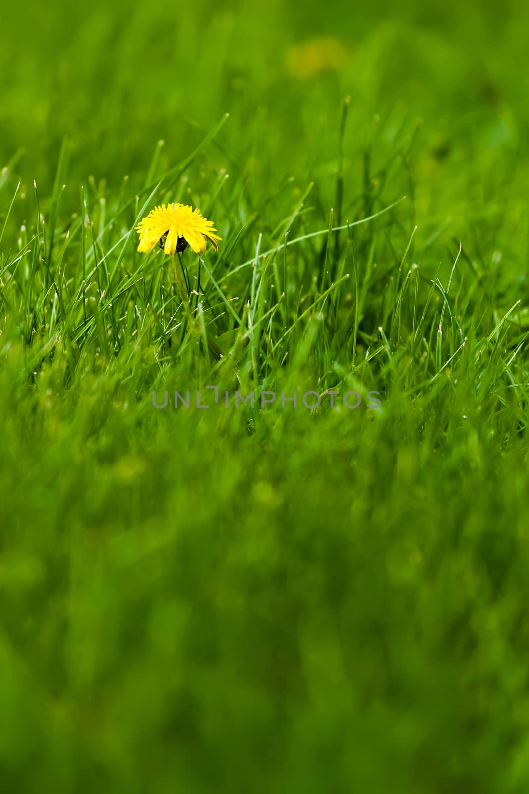 Summer. Yellow flowers among the green grass.