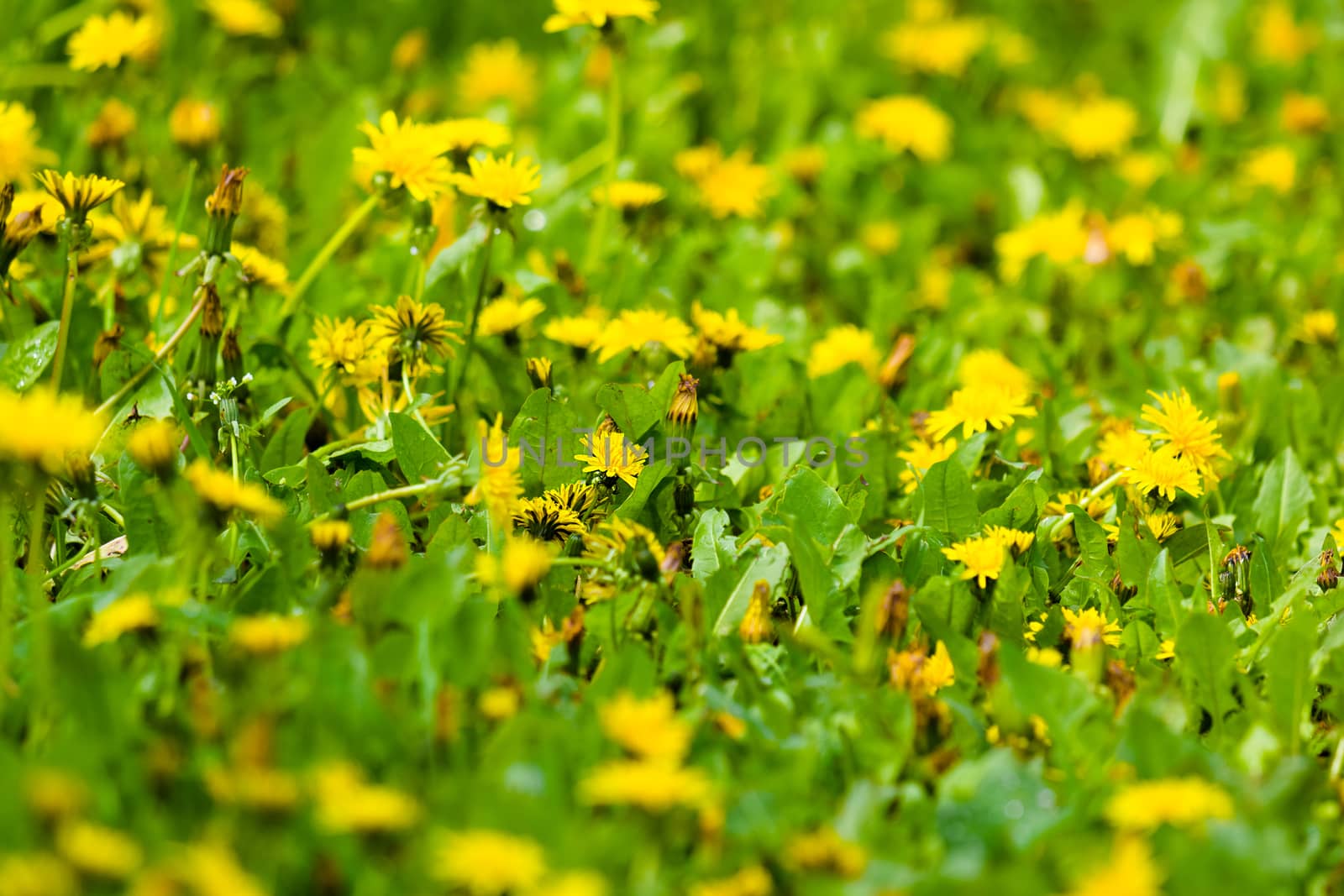 Summer. Yellow flowers among the green grass.