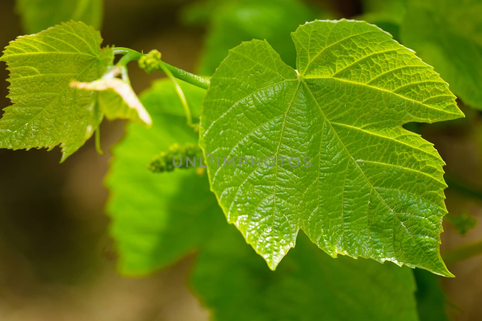 Summer. Green grape leaf closeup. young grapes