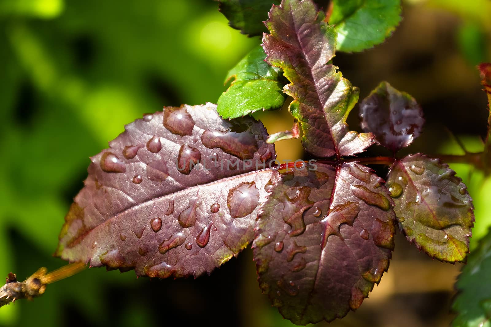 Summer. Close-up of leaf garden roses with water drops