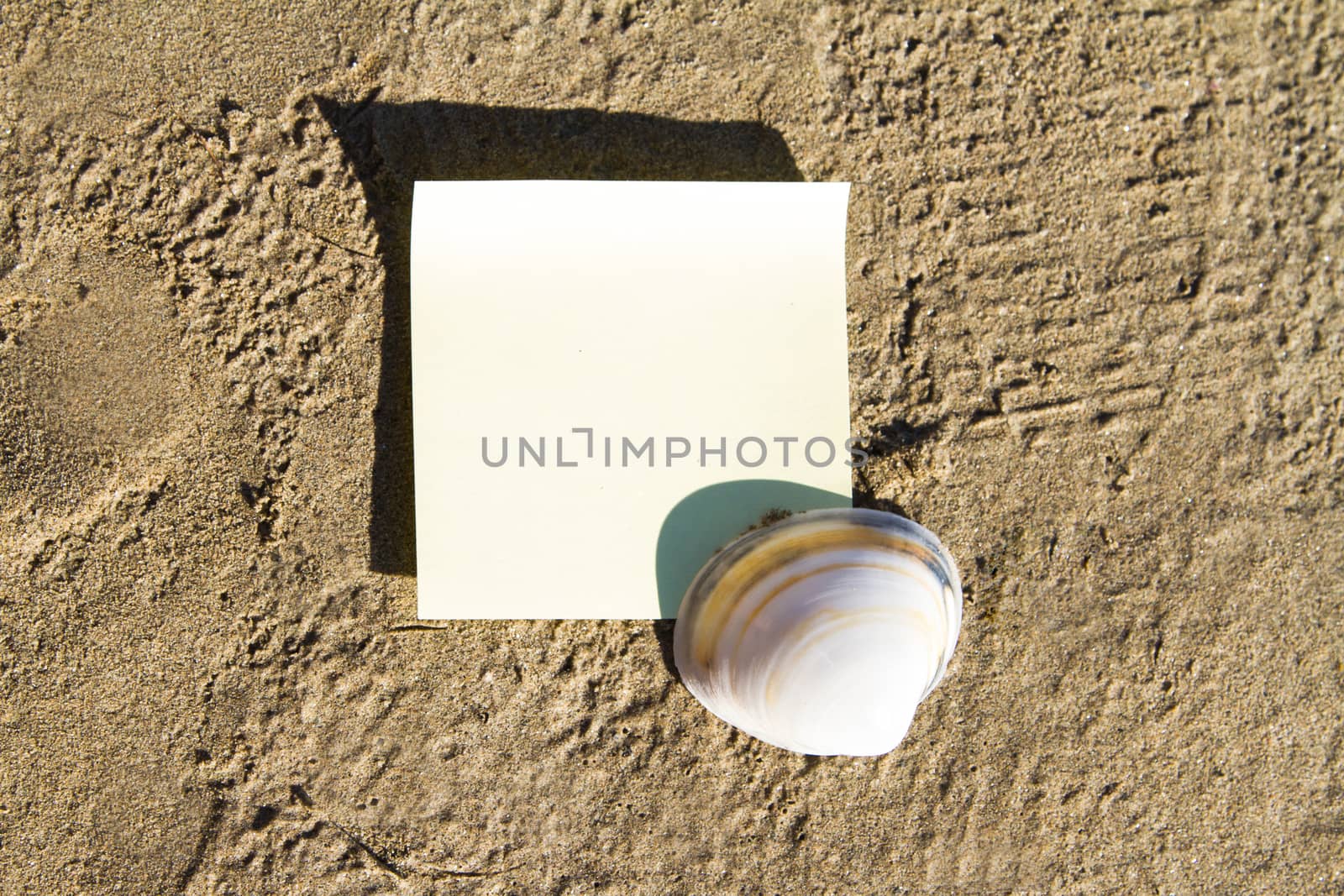 Sea shell with blank, yellow stick post on sandy beach.