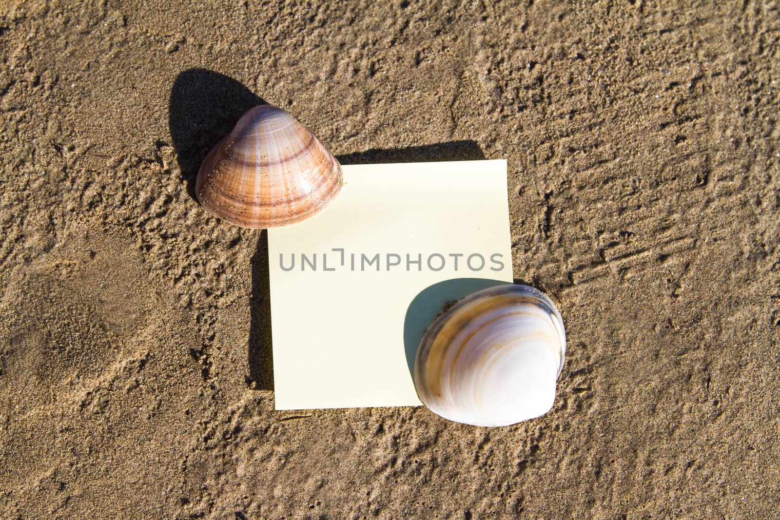 Sea shells with blank, yellow stick post on sandy beach.