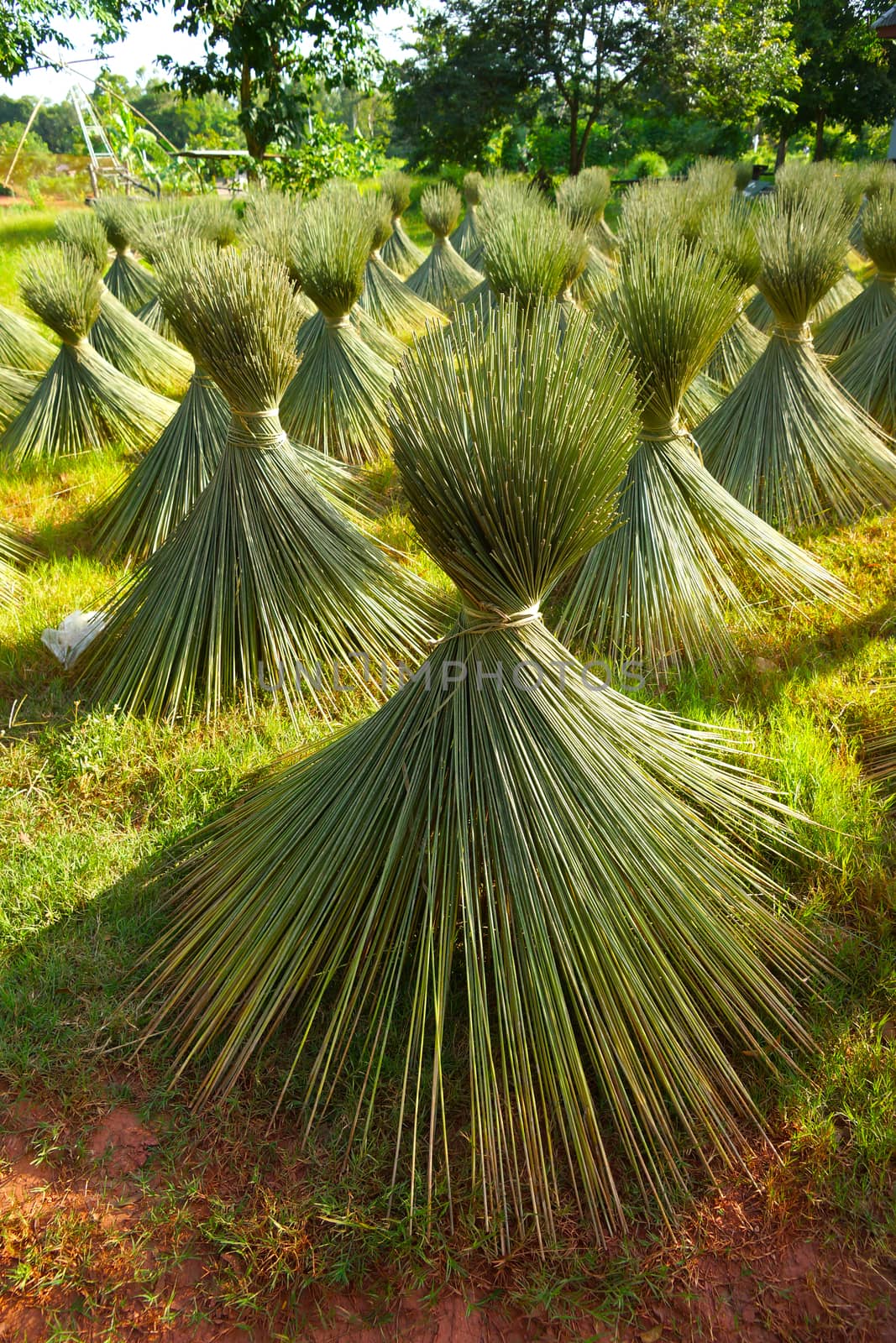 Papyrus for basketry.