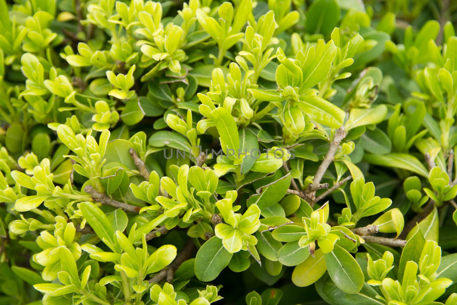 Green leaves with branches as background.