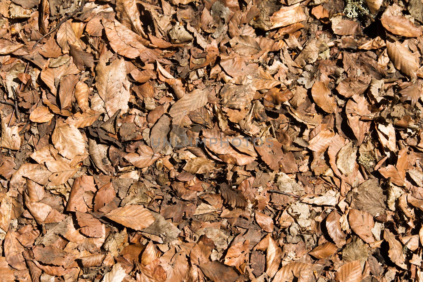 Autumn leaves pattern textured background.