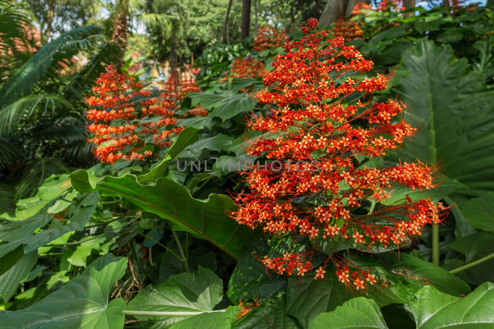 A flowering plant with broad leaves and a bunch of tiny little red flowers