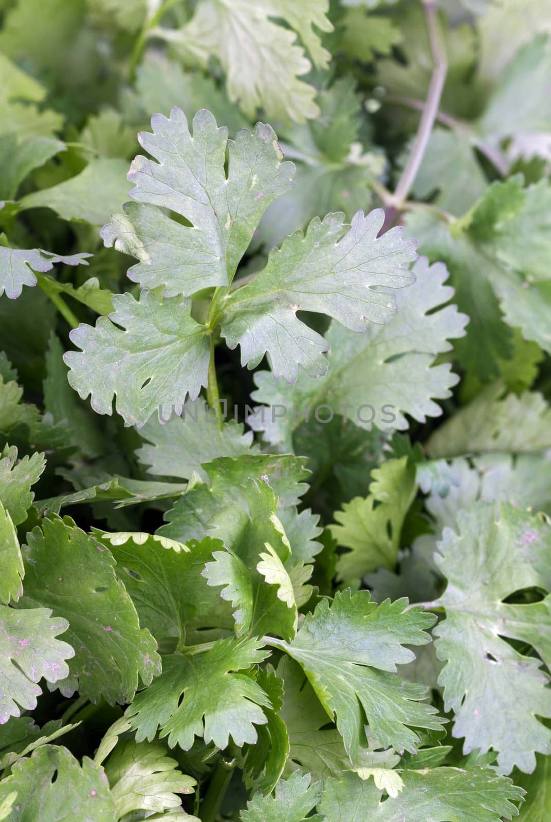 Coriander leaves - Coriandrum sativum closed up