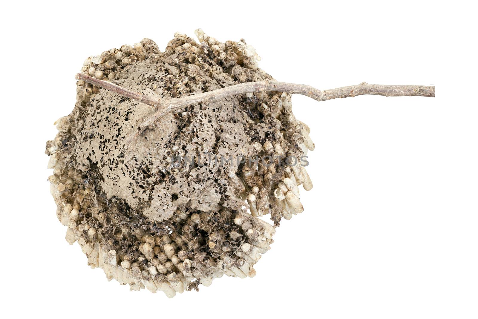 Hornet's nest with twig isolated on white background