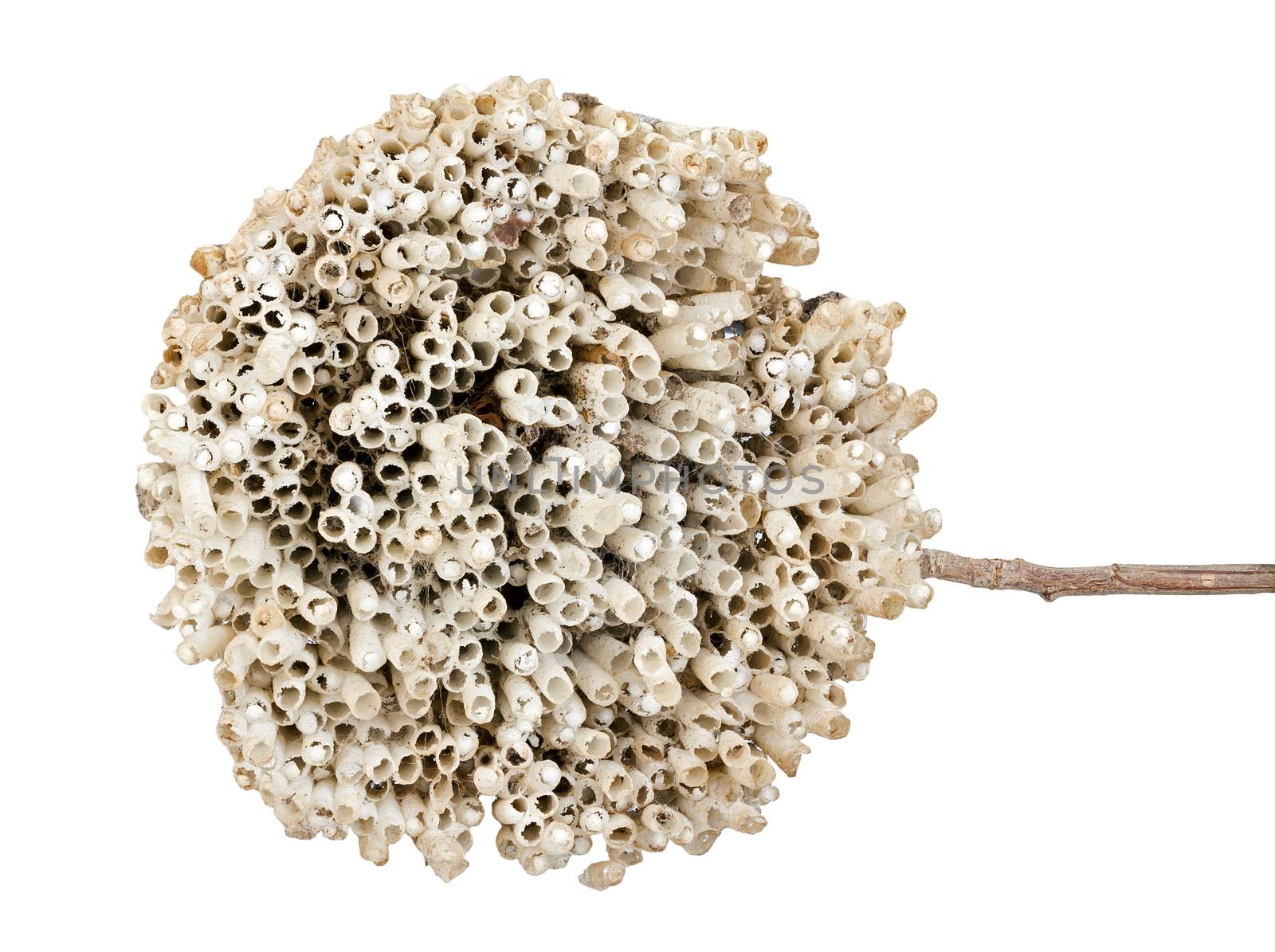 Hornet's nest with twig isolated on white background