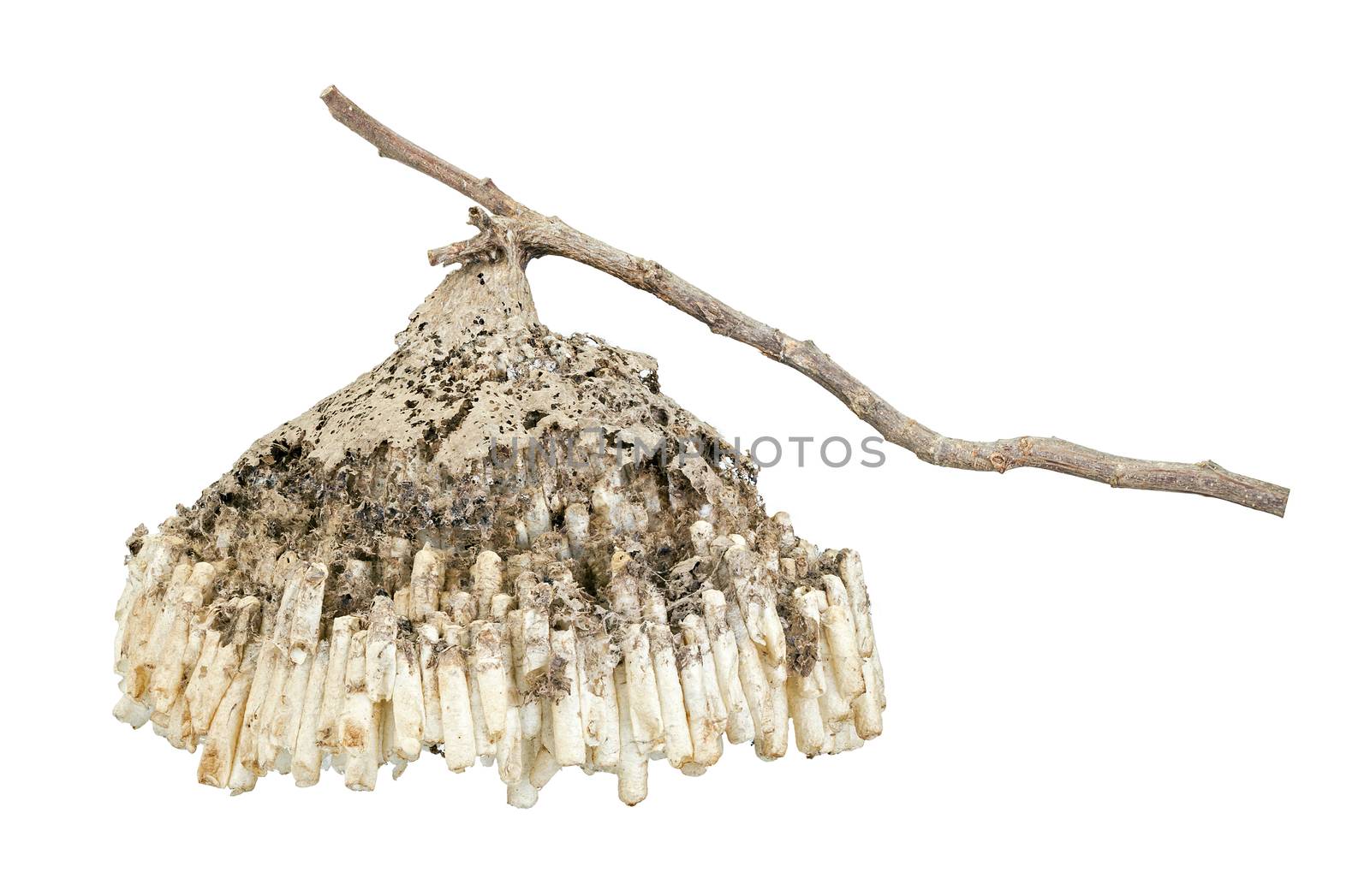 Hornet's nest with twig isolated on white background