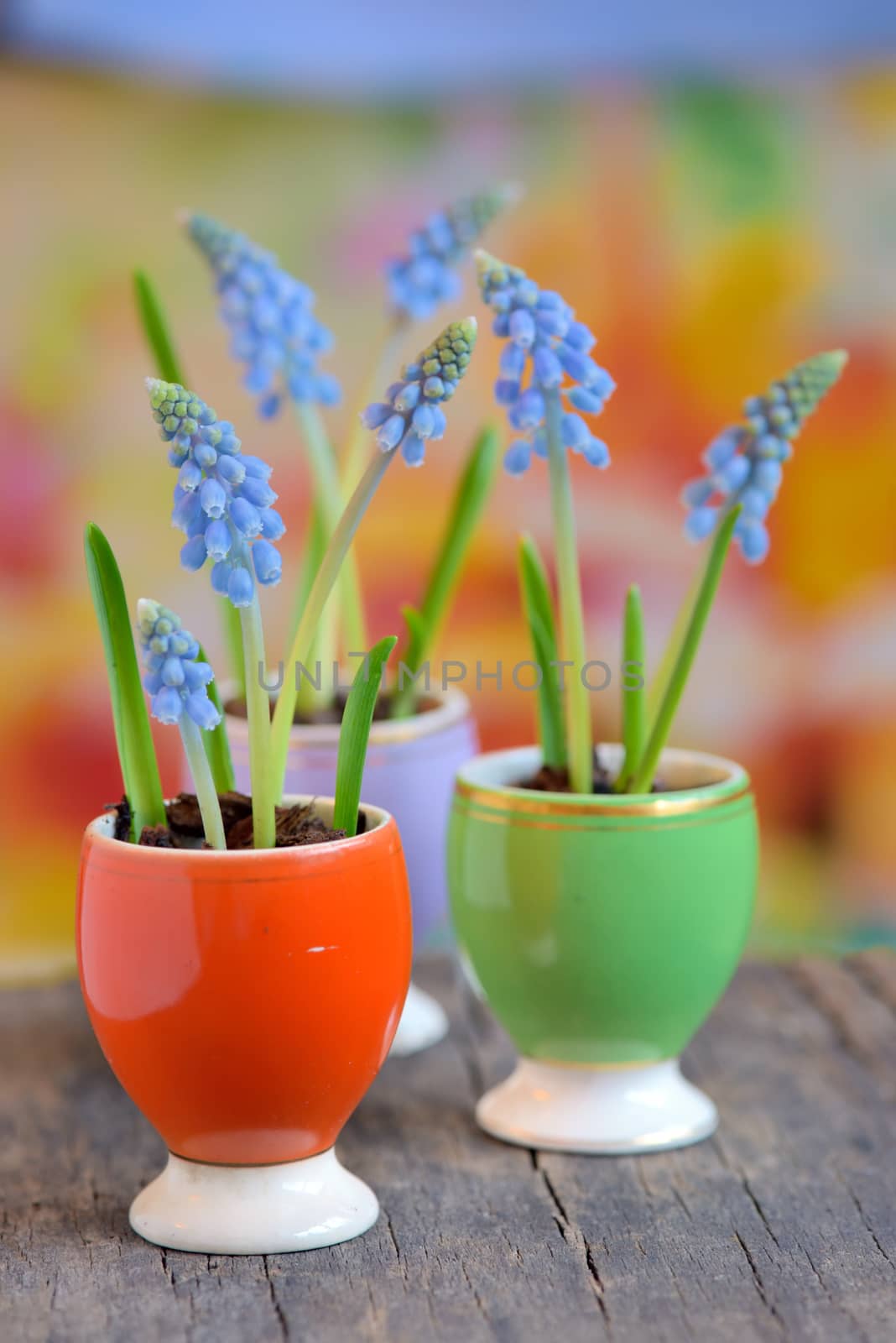 grape hyacinths in a ceramic vase