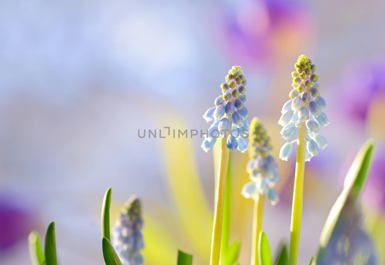 Blue Grape Hyacinth, Muscari armeniacum flowers