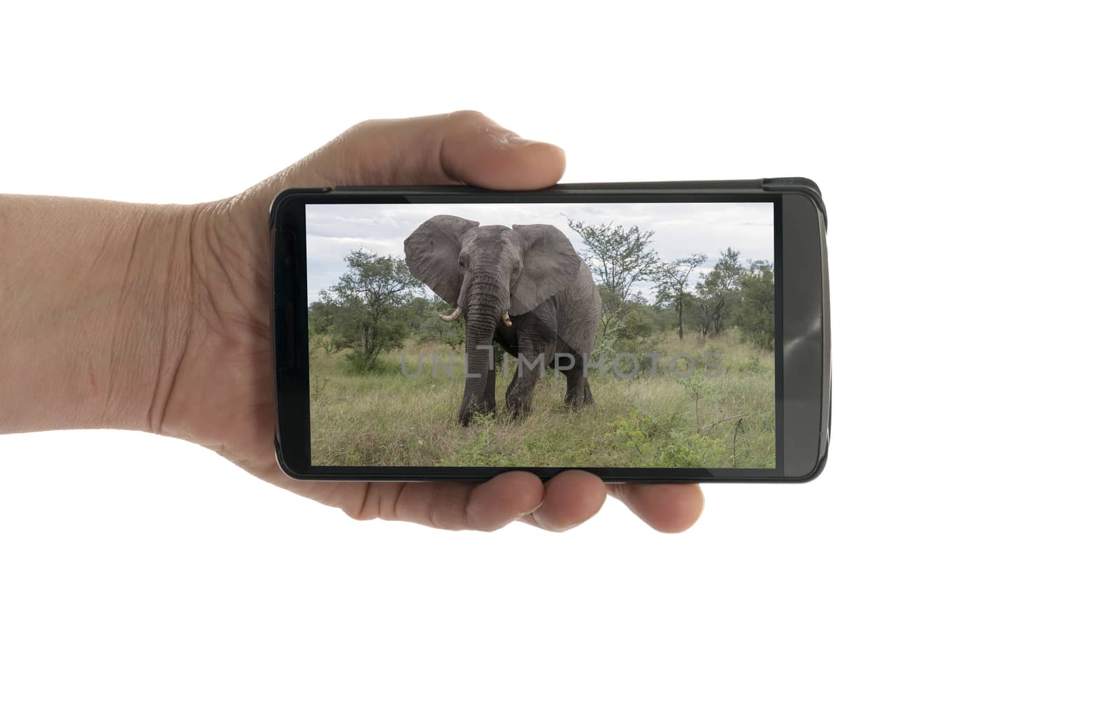 female hand with mobile phone isolated on white with elephant in kruger national park