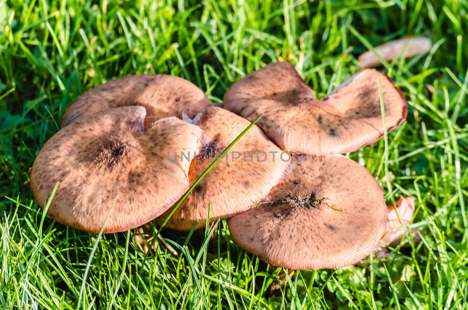 Local brown mushrooms in a meadow.