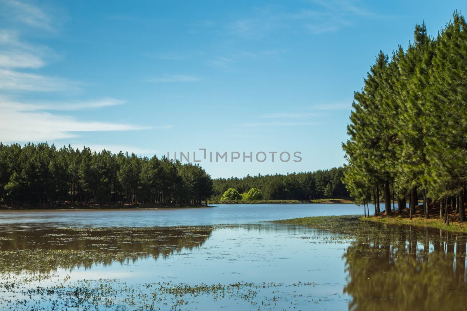 Pine trees and reflexion on lake