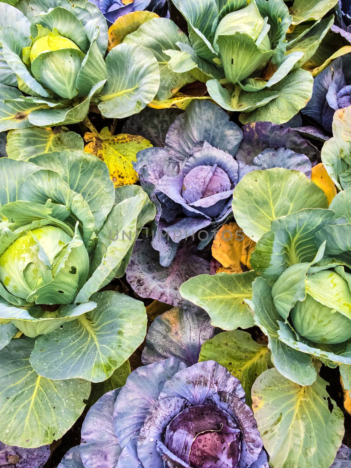 Green and purple cabbage in vegetable garden by anikasalsera