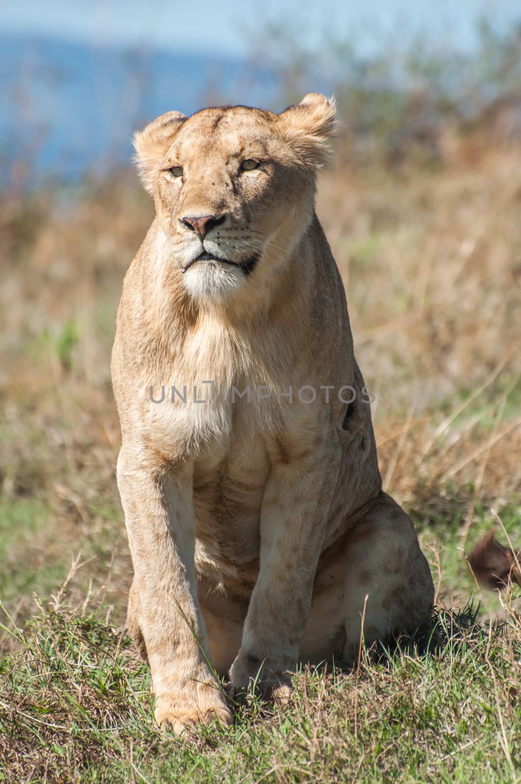 Lioness sitting up straight in the grassland of the Ngorongoro Crater while staring tentatively.