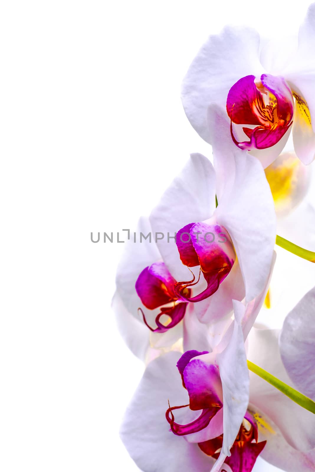 Up close view of the flowers of an orchid on a white isolated background.