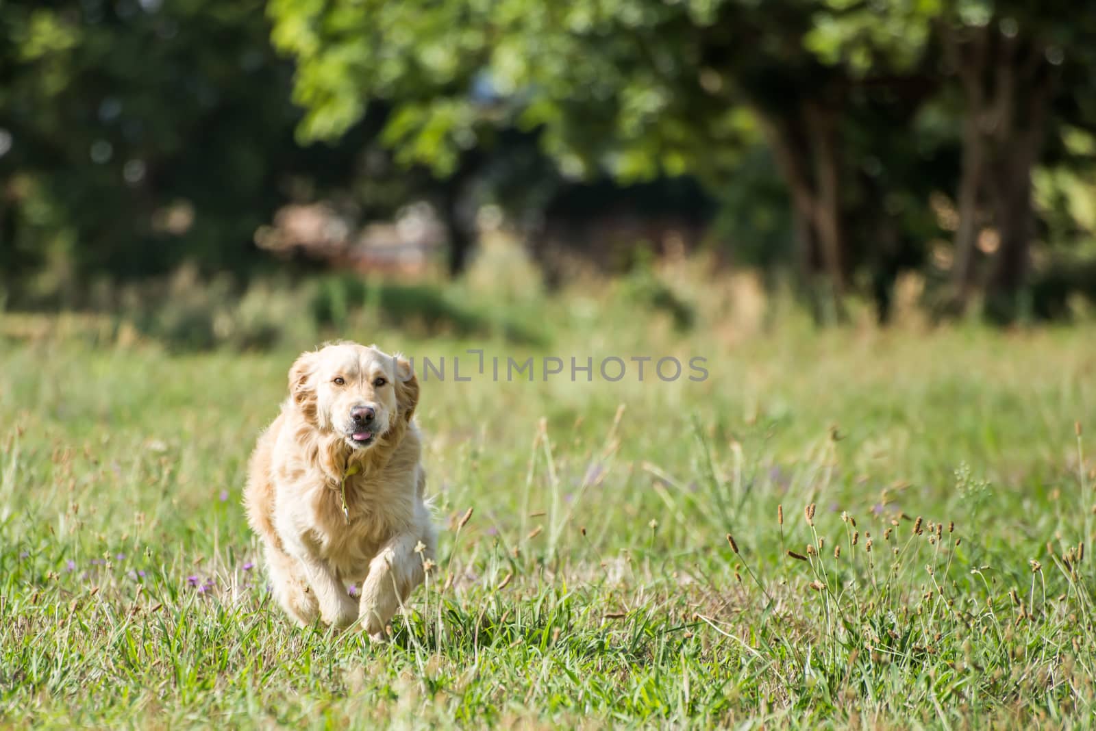 Golden Retriever at running through the fields at full speed, and enjoying herself.