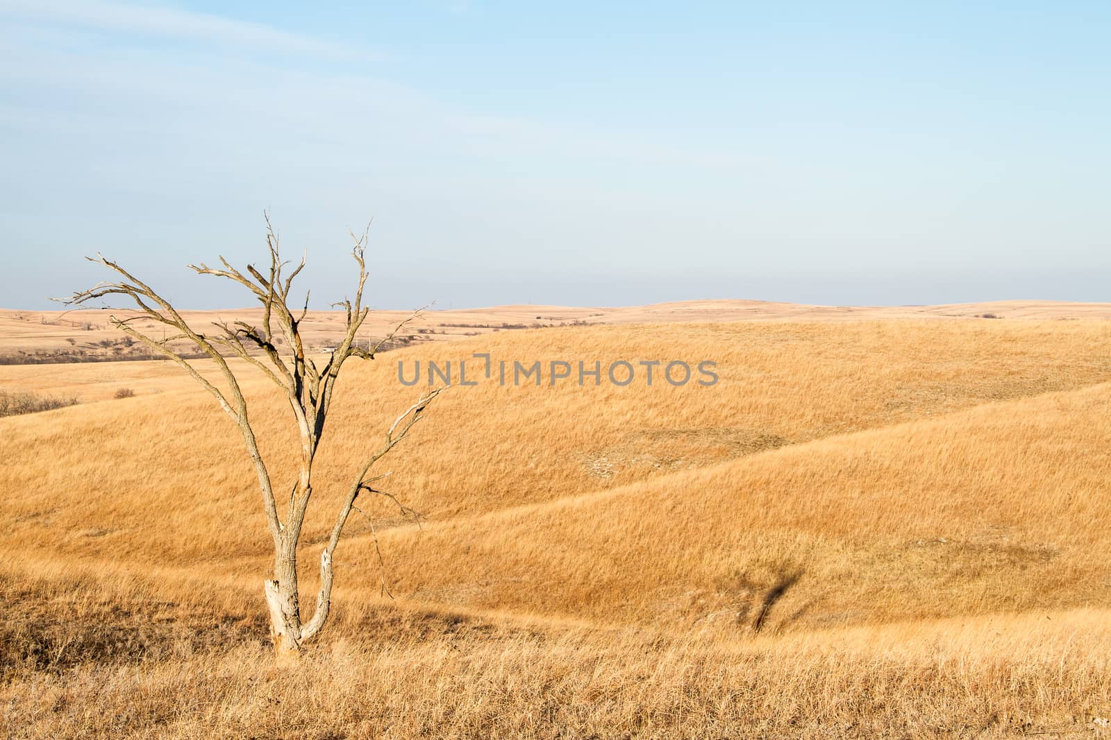 Lone Tree in Flint Hills of Kansas by TommyBrison